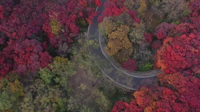 4K-原素材-红叶谷山涧道路