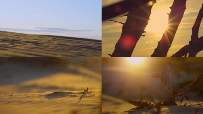 4K沙漠素材，实拍，内蒙古，枯树枝
