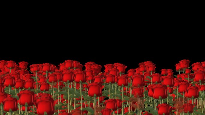 透明图通道的玫瑰花丛视频素材