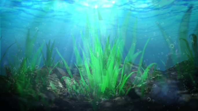 海底海藻产品栏目包装
