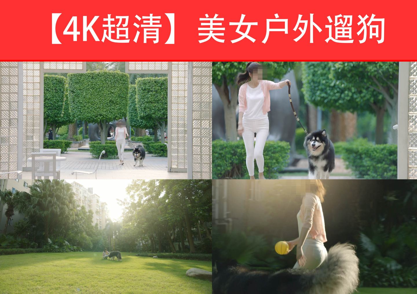 美女遛狗4K视频