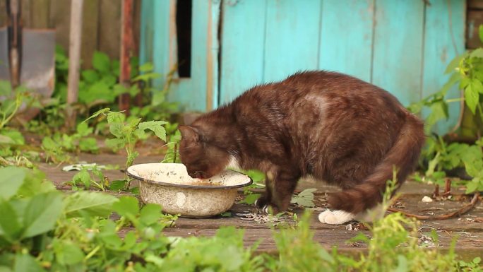 流浪猫乡村农村猫喝水吃东西