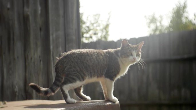 乡村阳光窗台跳跃运动小猫