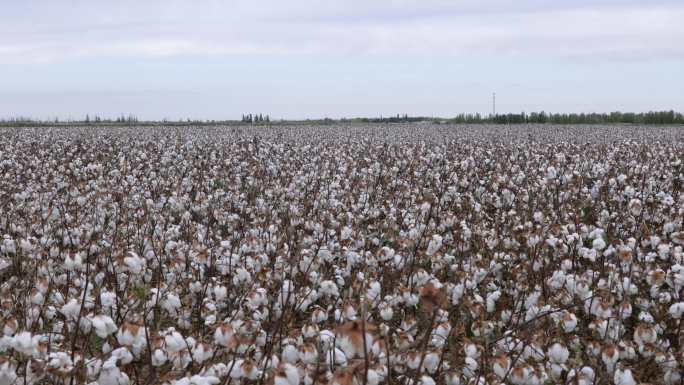 新疆棉花收获
