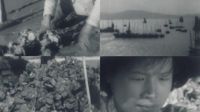 60年代宝安县牡蛎珍珠蚌养殖场