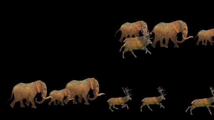 鹿群大象群奔跑