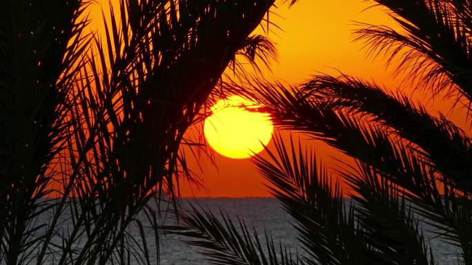 4K海边日落海上夕阳棕榈树剪影黄昏
