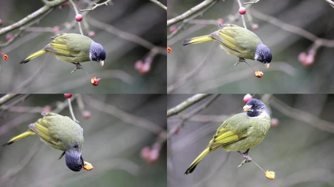 鸟儿吃果子视频素材