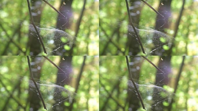 树林树枝蜘蛛网蜘蛛结网