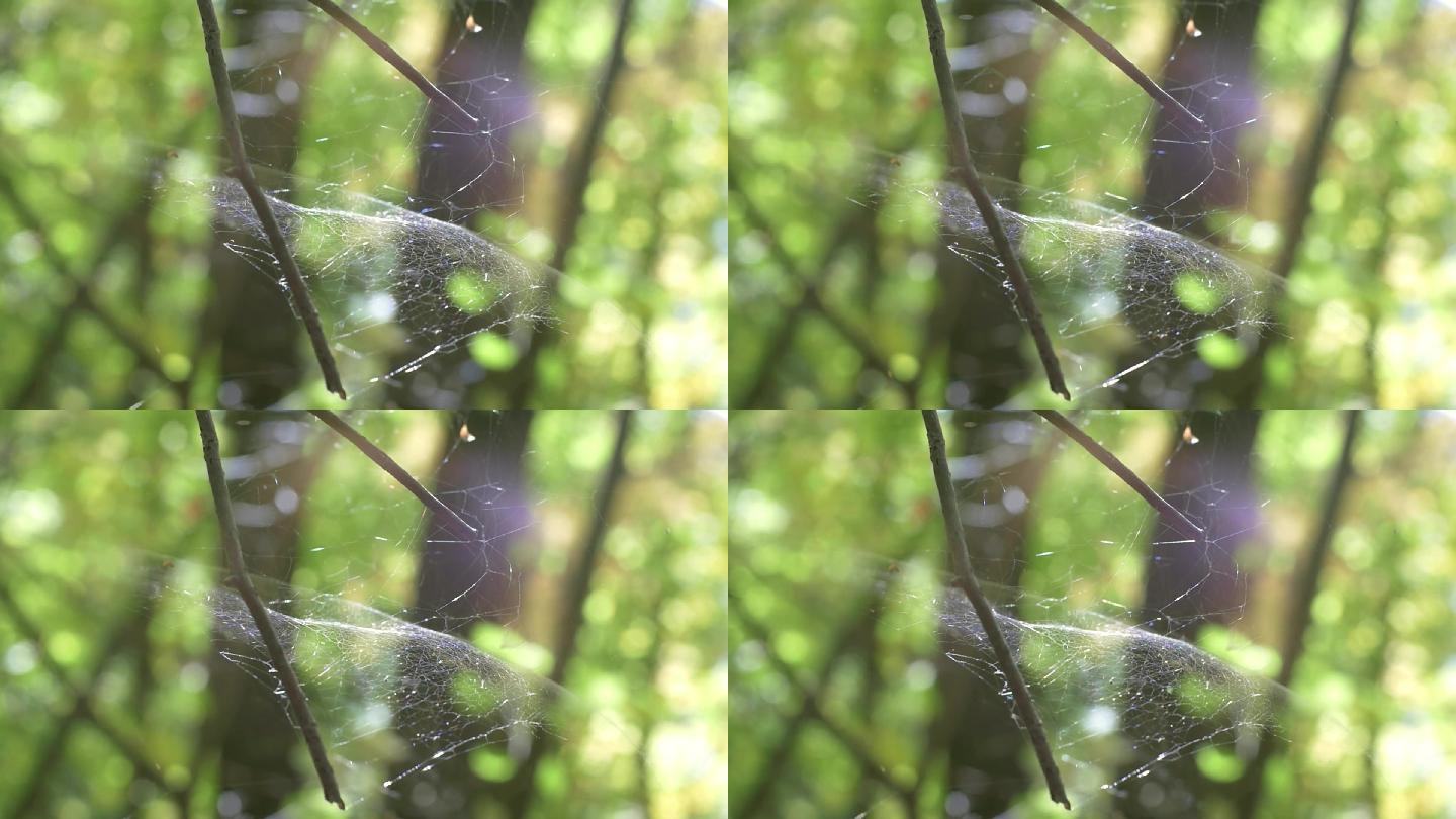 树林树枝蜘蛛网蜘蛛结网