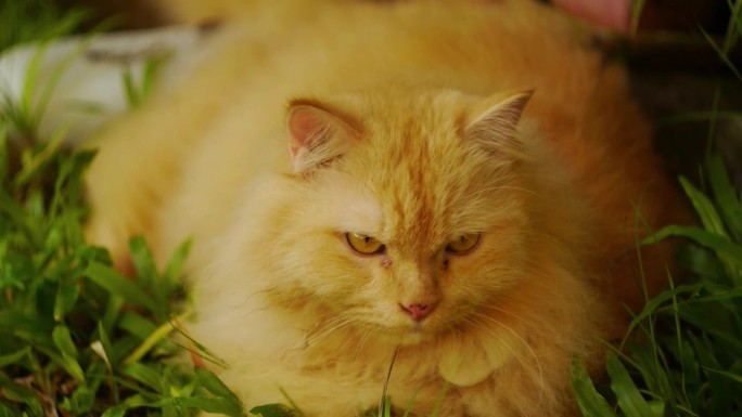 肥猫胖橘丛林草地上趴着的橘猫
