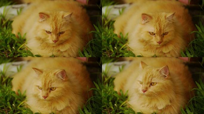 肥猫胖橘丛林草地上趴着的橘猫
