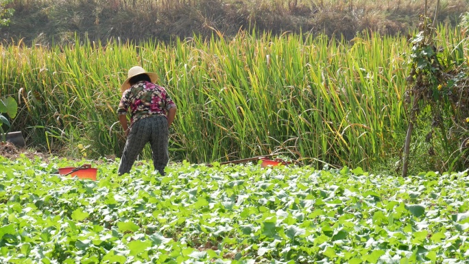 菜地农田_农民劳动_农村生活