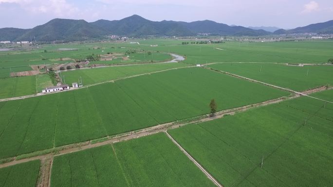 水稻田航拍