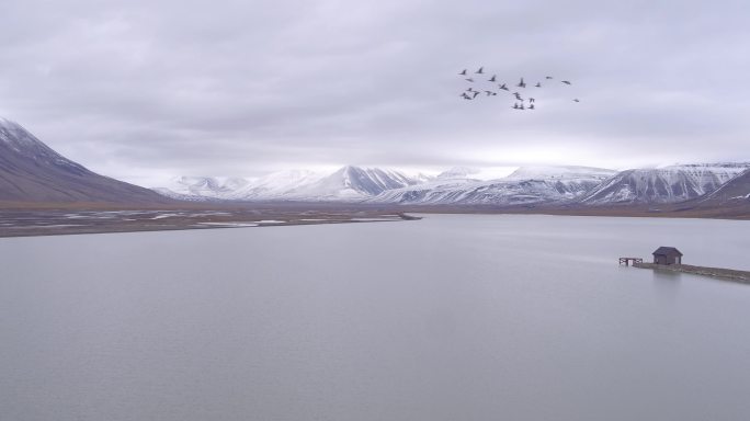 4k大雁飞过雪山下的湖面