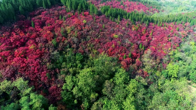 秋天红叶航拍最新4K