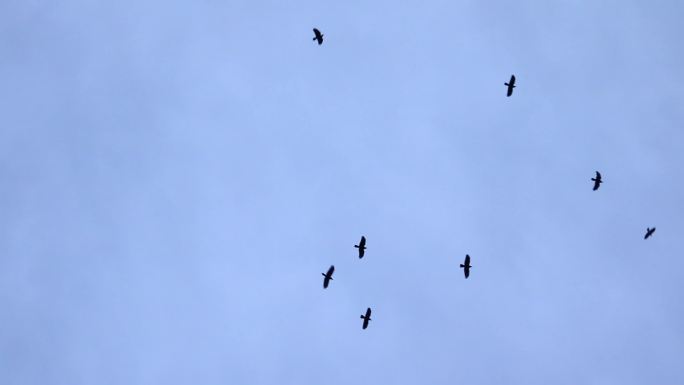 空中盘旋的鸟群