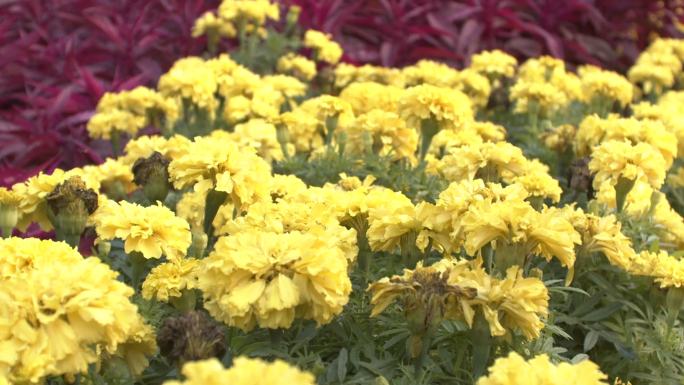 秋菊百日菊花坛秋天川红鸡冠花