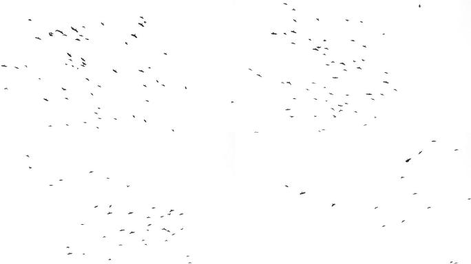 实拍群鸟（通道）5281