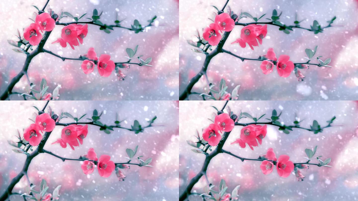 动漫雪梅背景素材 19x1080 高清视频素材下载 编号 舞台背景 Vj师网www Vjshi Com