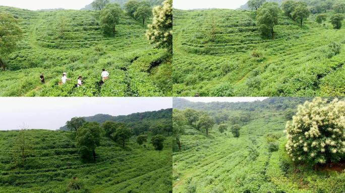 写意风茶山采茶绿水青山就是金山银山