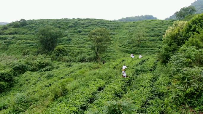 茶农茶山采茶航拍