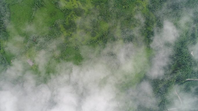 四川洪雅瓦屋山复兴村茶园航拍