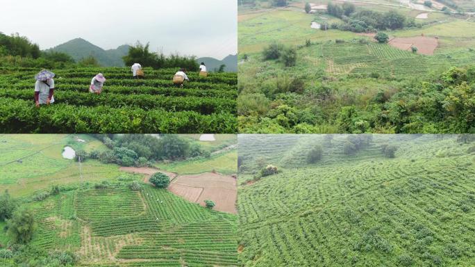 清远写意采茶拍摄绿水青山就是金山银山