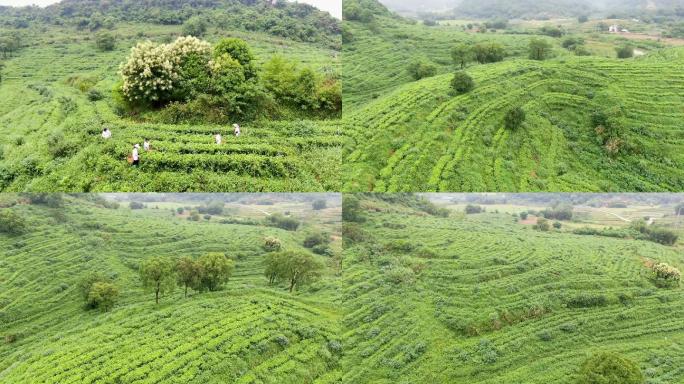 清远英德茶山