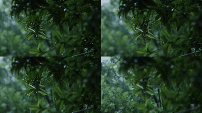 4K大雨中的树枝树叶01
