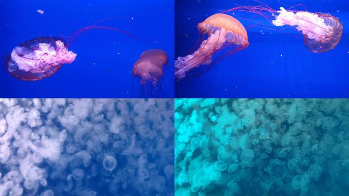 水母-海洋水族馆里的水母