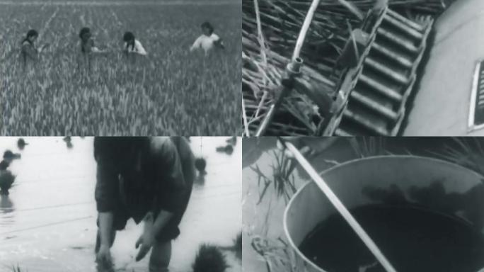 60年代四川小麦水稻田