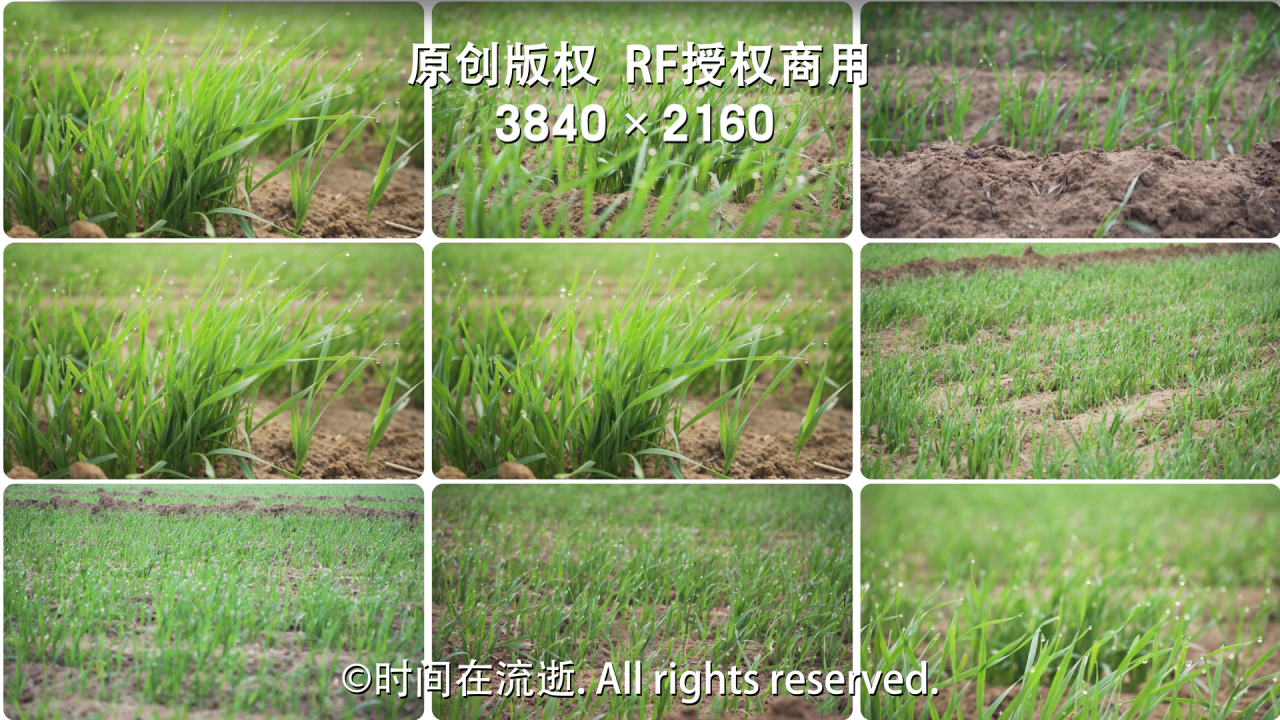 4K清新自然绿叶露珠小麦苗