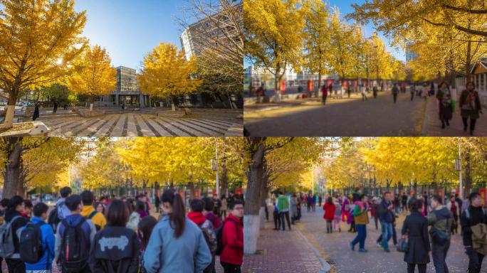 银杏树、银杏、大学校园、秋季、秋天、风景