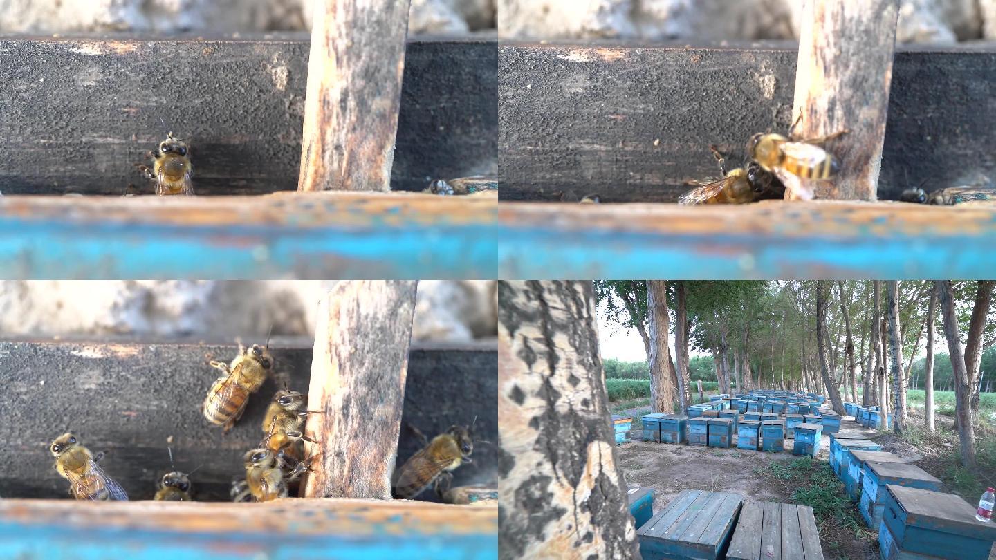 蜂蜜11