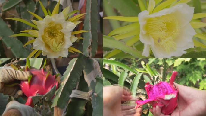 火龙果花/火龙果树/火龙果