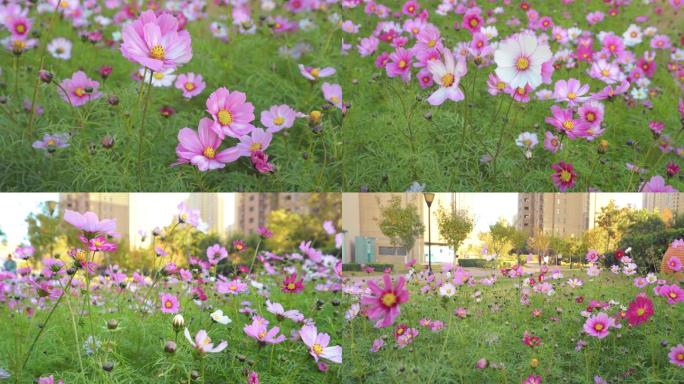 4K格桑花-花草-花朵-春暖花开绿色自然