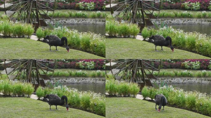 湖边水车黑天鹅觅食湿地公园