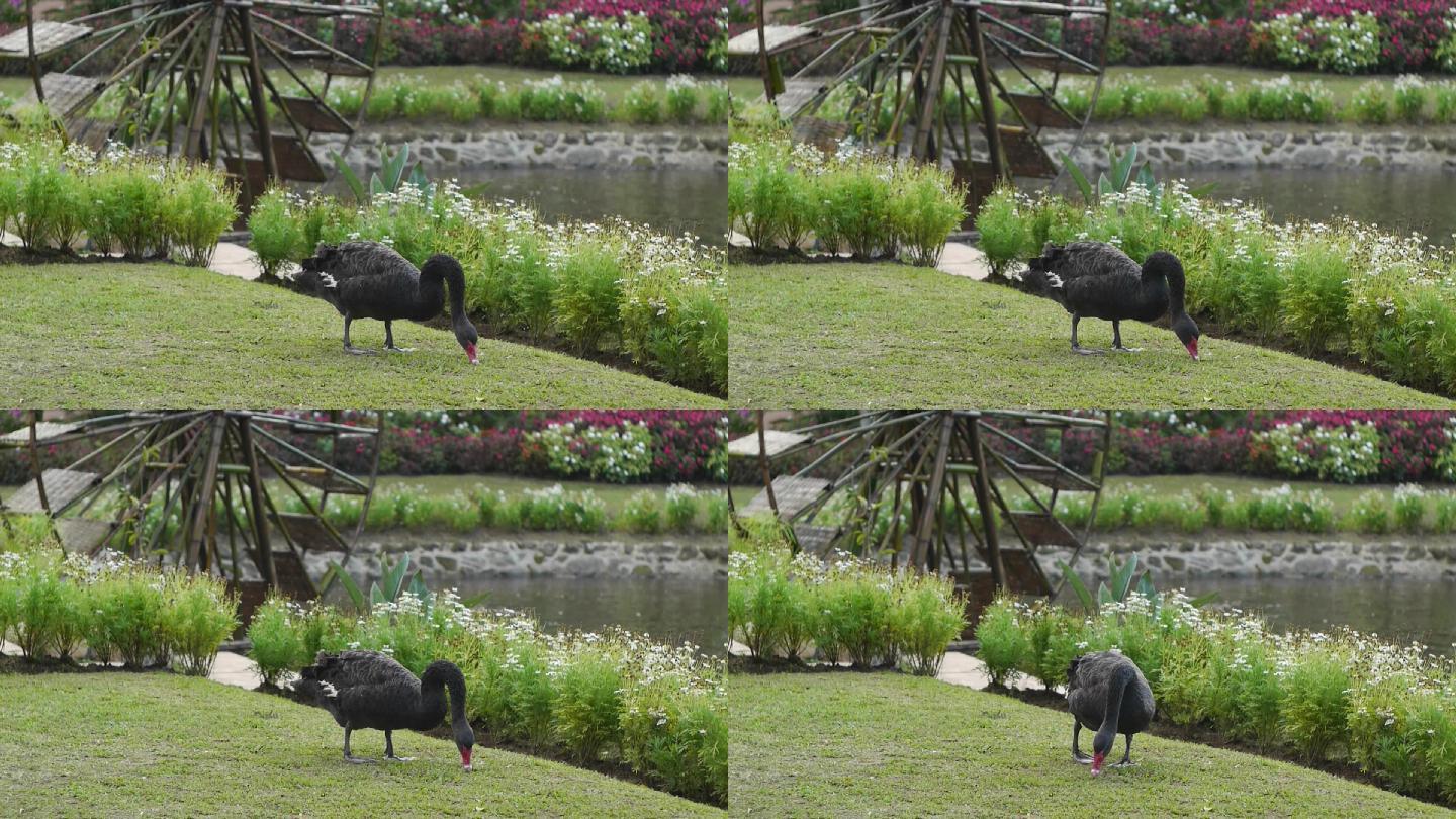 湖边水车黑天鹅觅食湿地公园