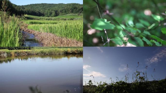 自然农业森林鱼池水稻