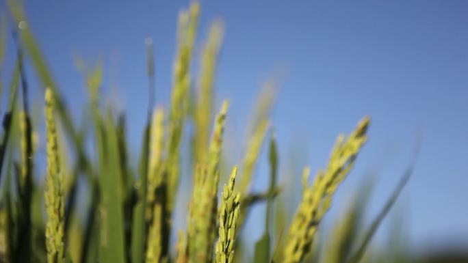 自然环境水稻大米绿色生态