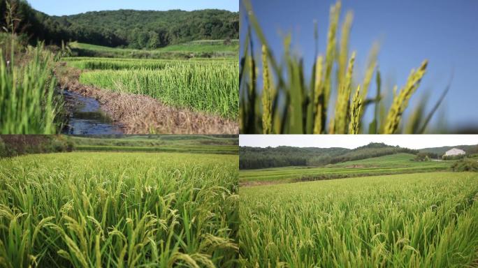 自然环境水稻大米绿色生态