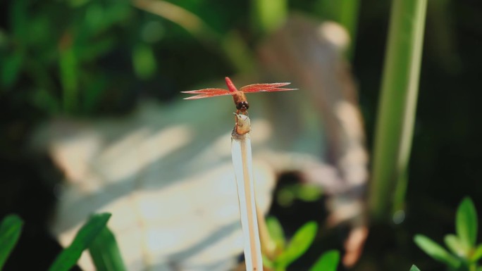 阳光下的红蜻蜓06