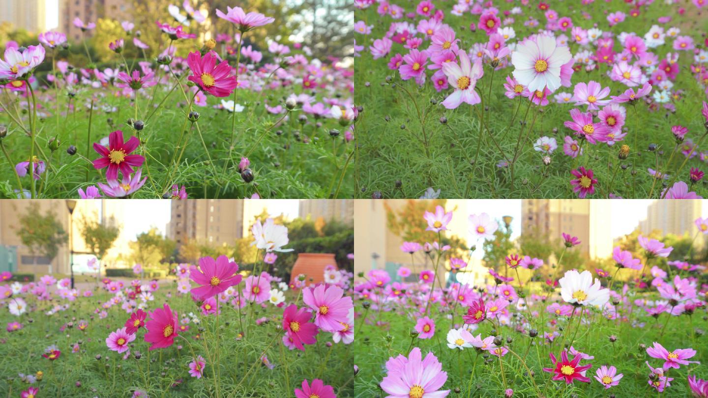 4K美丽的花朵-格桑花-微风花朵