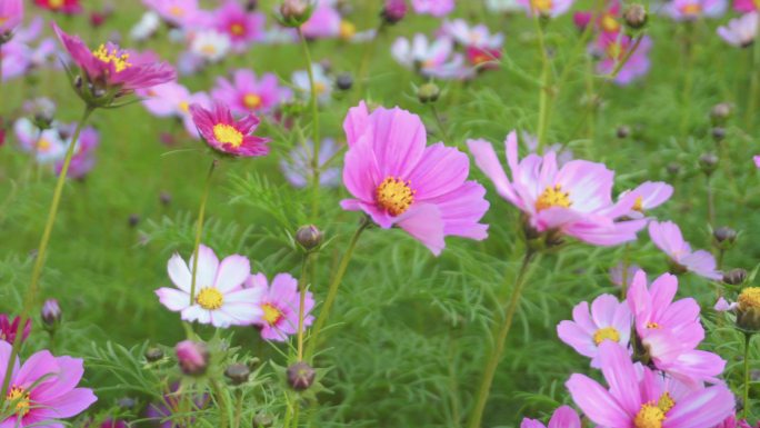 4K花朵-鲜花-花草-格桑花