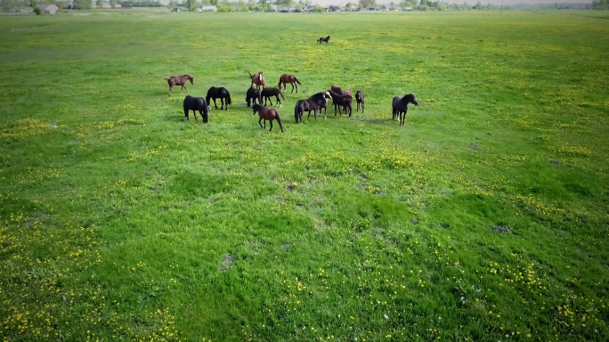 4k-航拍草原上牧马