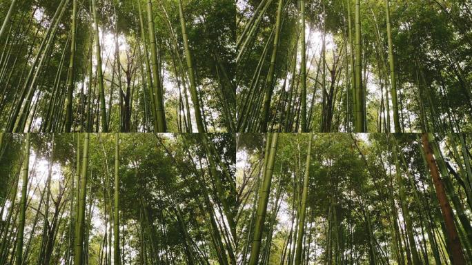 竹林1（1080P）