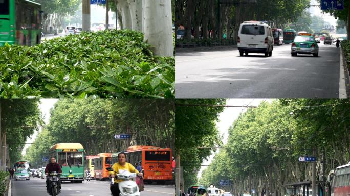 梧桐树-公交车-城市交通