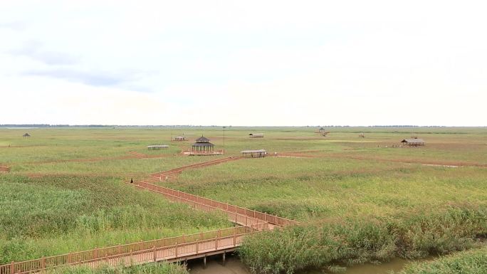 芦苇荡、苇海、芦苇、生态旅游、辽宁盘锦