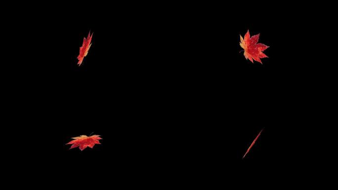 秋季伤感单片枫叶下落旋转通道循环素材